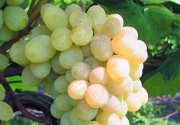 Butaș Viță de Vie de Masă "Prezentabil", 1 Bucată