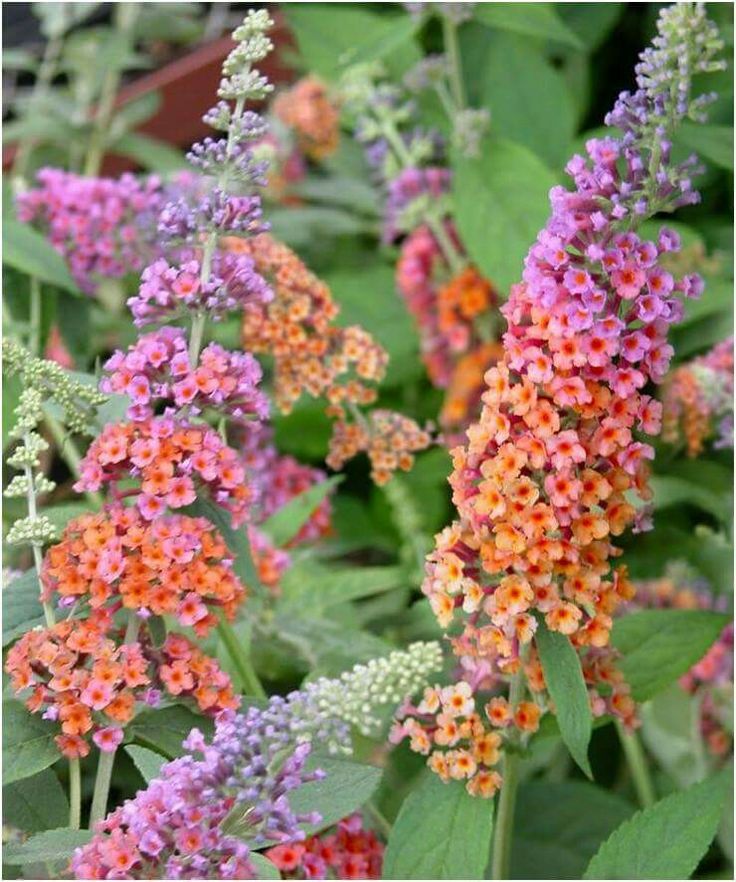 Buddleja Liliac de Vara "Butterfly"