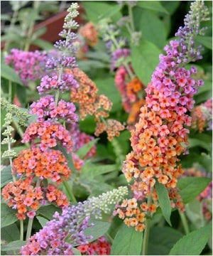 Buddleja Liliac de Vara "Butterfly"