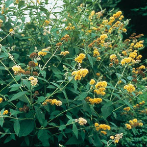 Liliac de Vara Galben - Buddleja Davidii 80- 100 cm , ghiveci de 10 litri