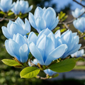Magnolia Blue Opal - Ghiveci