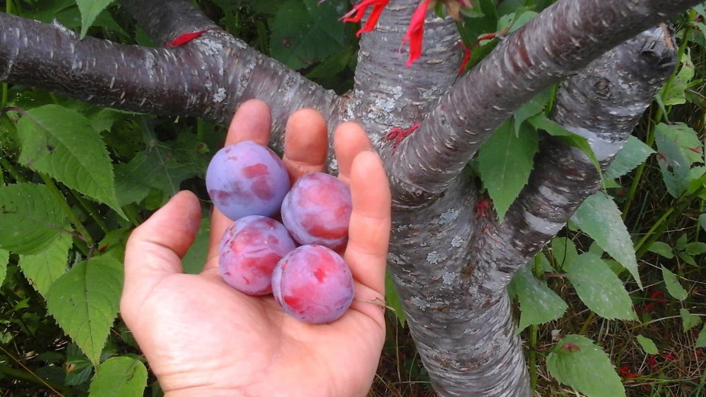 Prun - Opal - Anul 3