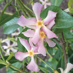 Iasomie Stelata "Jasminum Officinale", Roz, la Ghiveci de 3L, 1 Bucata