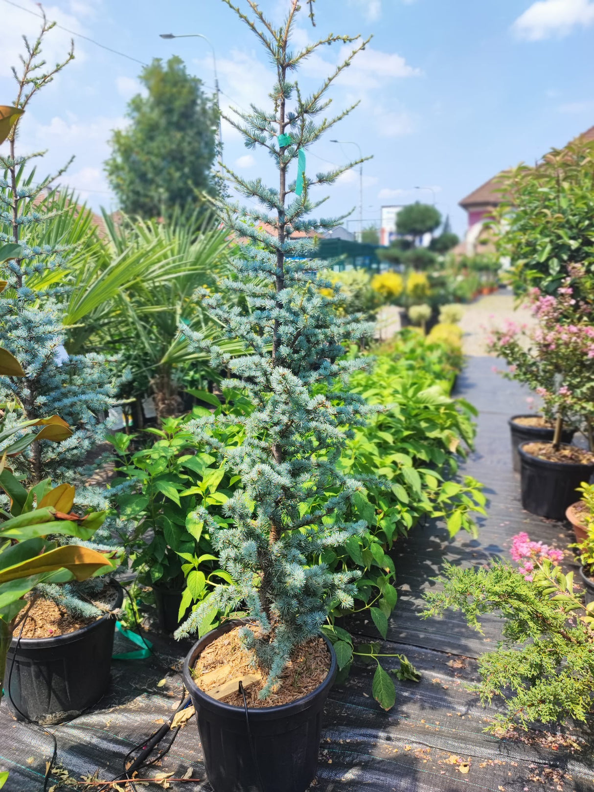 Cedru Argintiu "Cedrus Atlantica Glauca", 230 cm, la Ghiveci de 45L, 1 Bucata