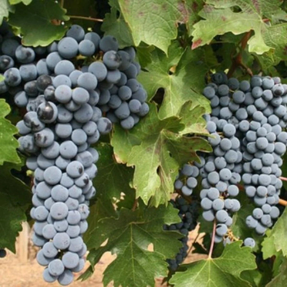 Vița de Vie "Cabernet Sauvignon", la Ghiveci