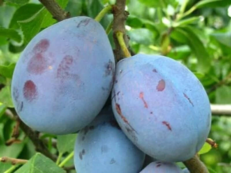 Prun - Cacanska Lepotica - Anul 3