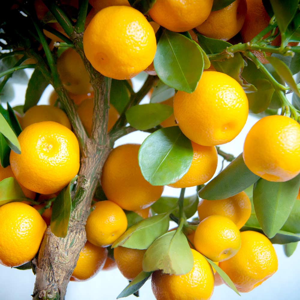 Citrus Calamondin la Ghiveci (Pom Fructifer), 1 Bucata