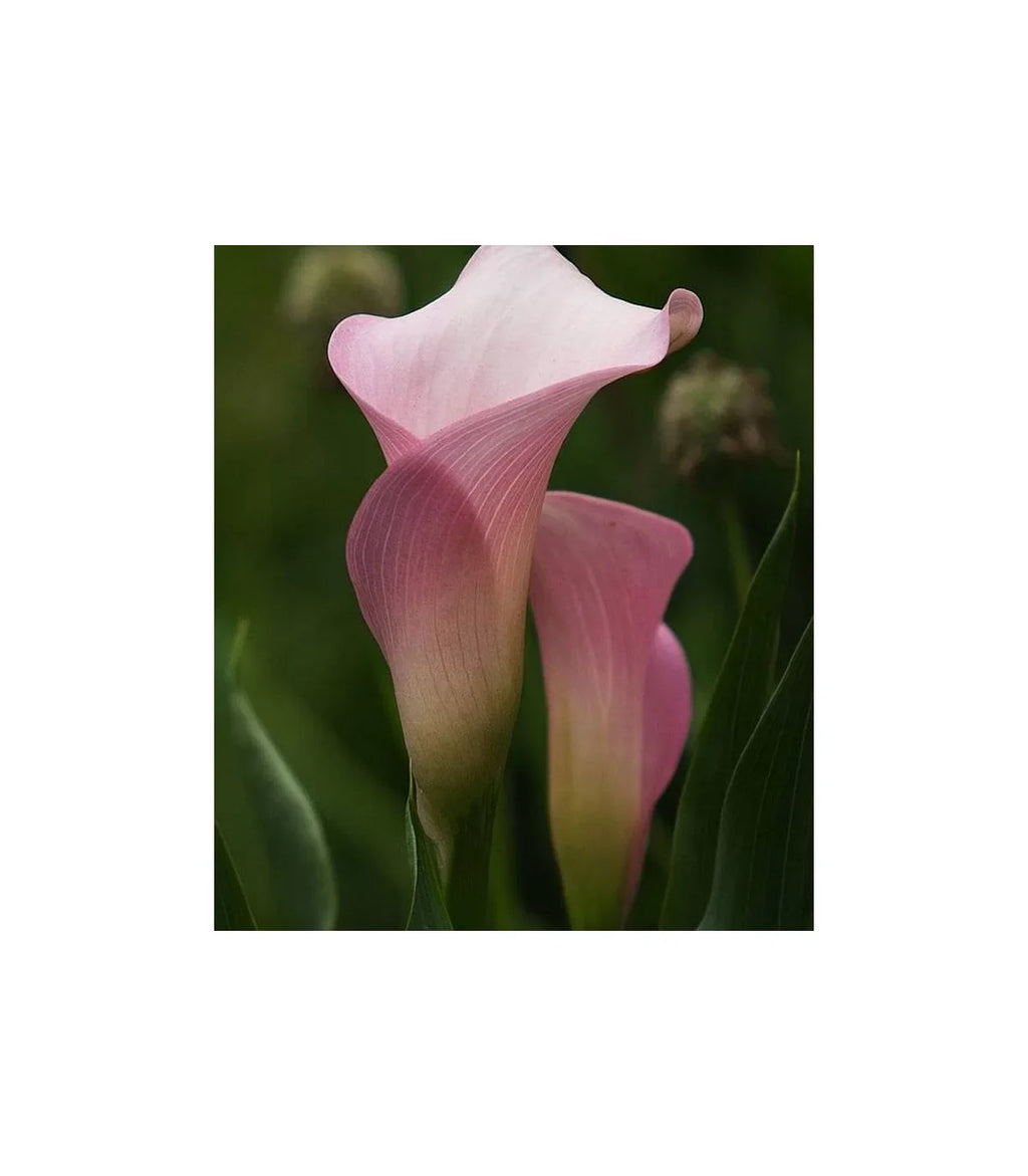 Bulbi de Cala "Ruby Light Pink Ice"
