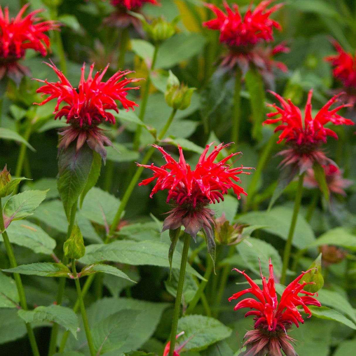Monarda "Cambridge Scarlet" (Busuioc Turcesc)