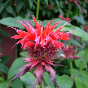 Monarda "Cambridge Scarlet" (Busuioc Turcesc)