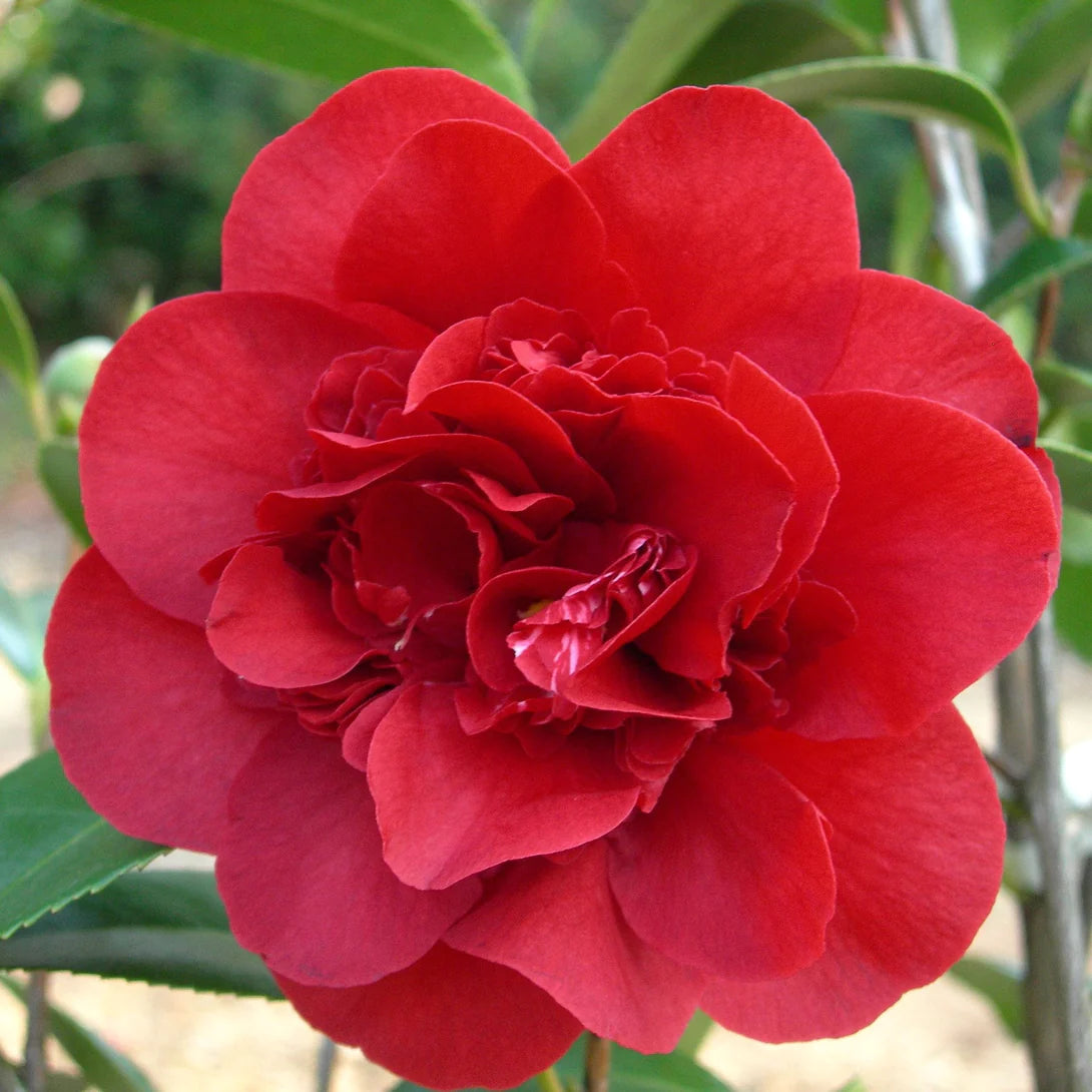 Camellia "Japonica", Rosie, la Ghiveci de 3L, 1 Bucata