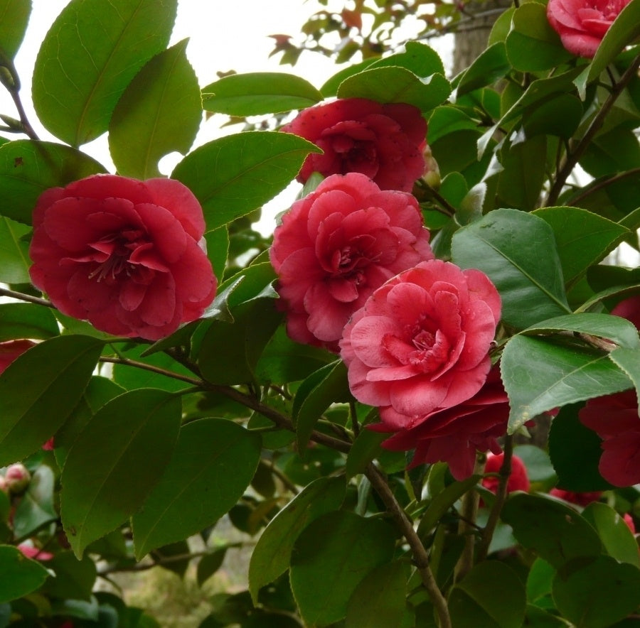 Camellia "Japonica", Rosie, la Ghiveci de 3L, 1 Bucata