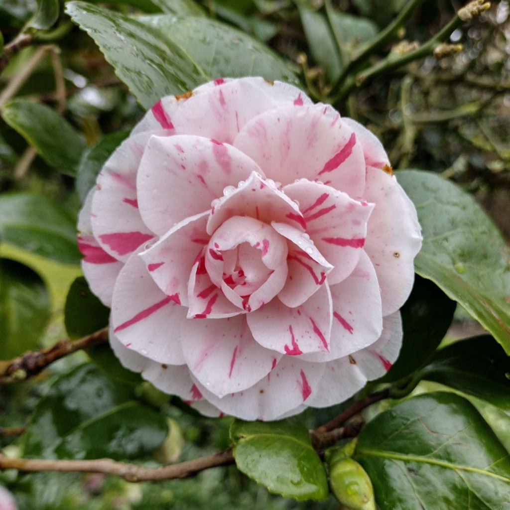 Camellia - Japonica - Alb și Roz - Ghiveci