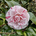 Camellia - Japonica - Alb și Roz - Ghiveci
