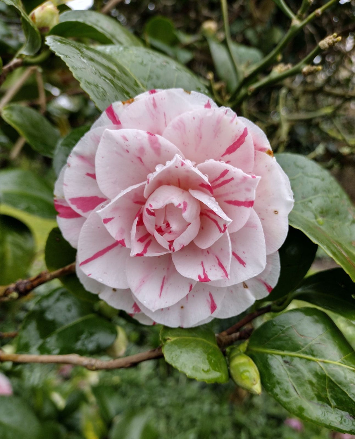 Camellia "Japonica", Alb si Roz, la Ghiveci de 3L, 1 Bucata