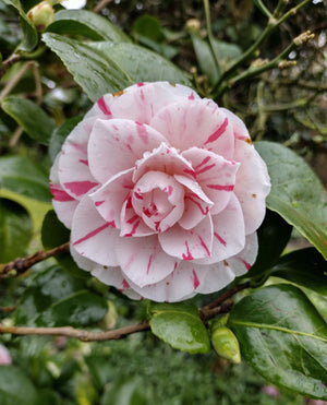 Camellia "Japonica", Alb si Roz, la Ghiveci de 3L, 1 Bucata