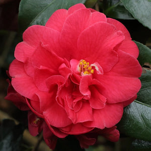 Camellia "Japonica", Rosie, la Ghiveci de 3L, 1 Bucata