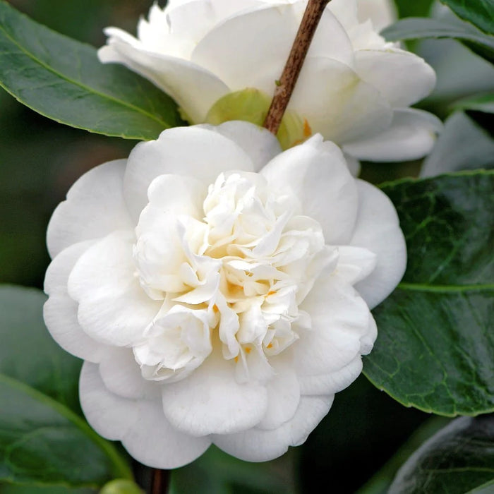 Camellia Japonica Alb la Ghiveci - 1 bucata / pachet