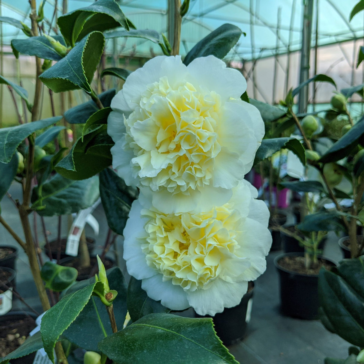 Camellia Brushfield Yellow la ghiveci P9