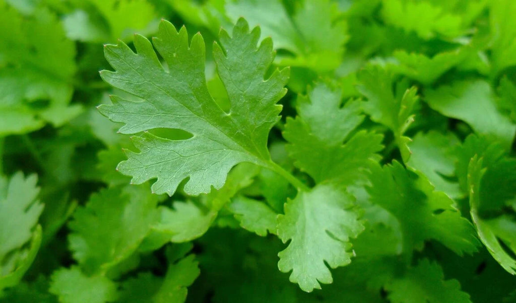 Semințe de Pătrunjel Frunze Comune, 5g