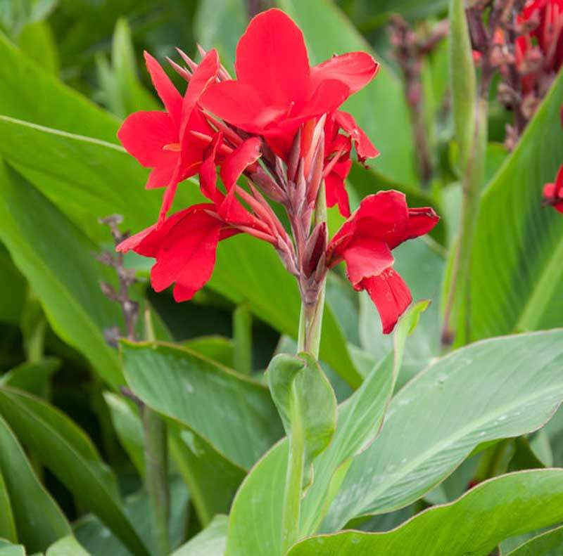 canna-Firebird-canna-lily_0acbe00a-aa16-43bc-9fbb-344f5a588875 - Fitza Florilor
