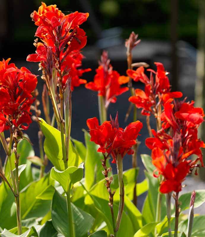 canna-brilliant-canna-lily_c2b6a275-ef4a-4852-a098-fa1495a847cc - Fitza Florilor