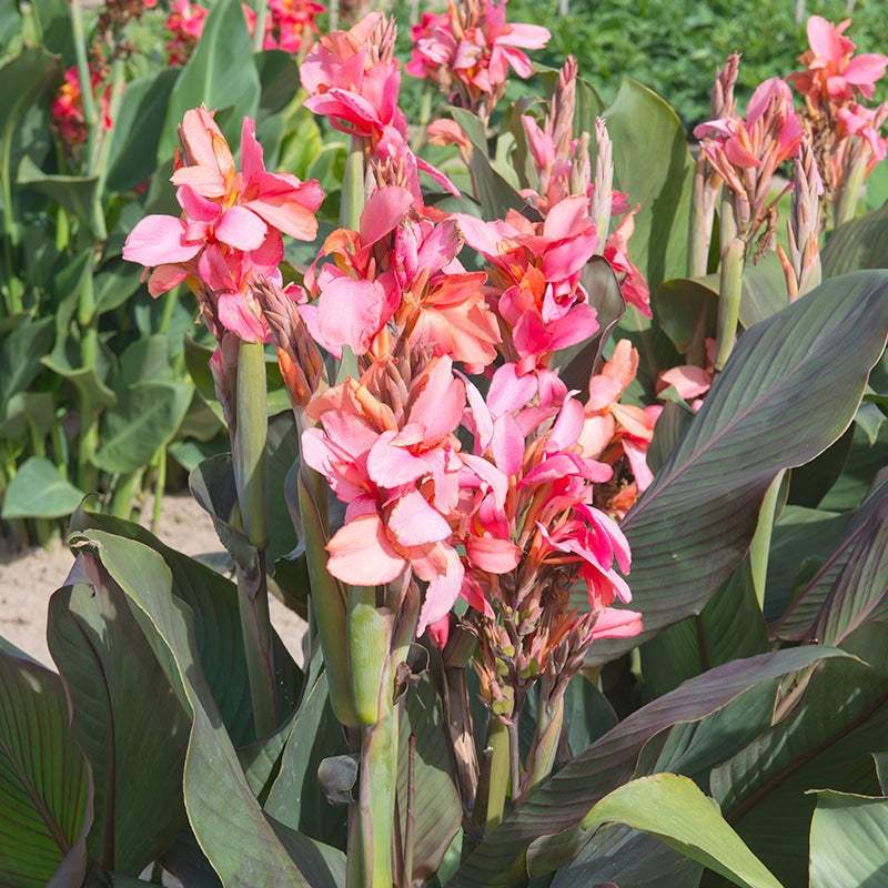 canna-champion-a-feuillage-pourpre-2_c2b31fa2-70e5-432c-aca5-eb471498dc16 - Fitza Florilor