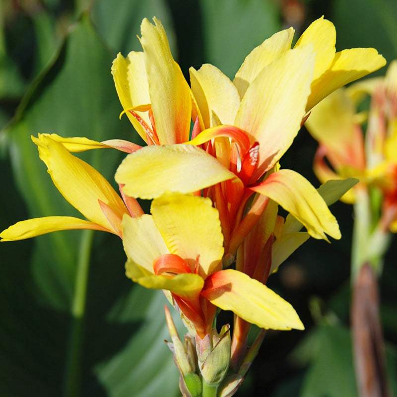 canna-fiesta-a-feuillage-vert_3d6d0b8d-d2ac-451a-a790-2b72f512c32f - Fitza Florilor