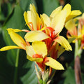 canna-fiesta-a-feuillage-vert_3d6d0b8d-d2ac-451a-a790-2b72f512c32f - Fitza Florilor