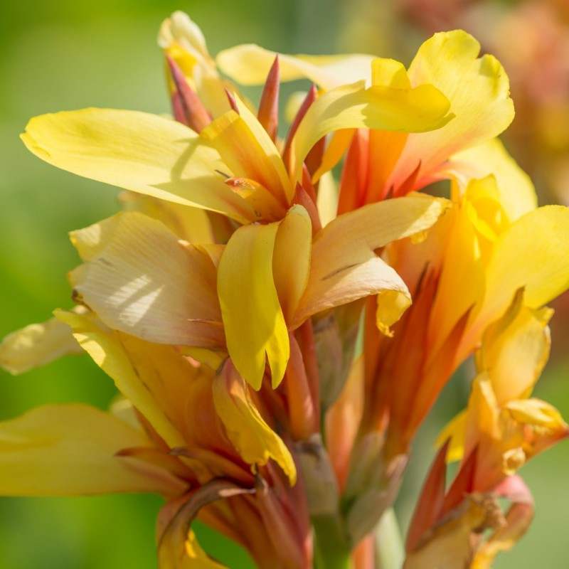 canna-fieumlsta-51247_21a8af63-ed9e-41a0-b4a5-224694dda748 - Fitza Florilor