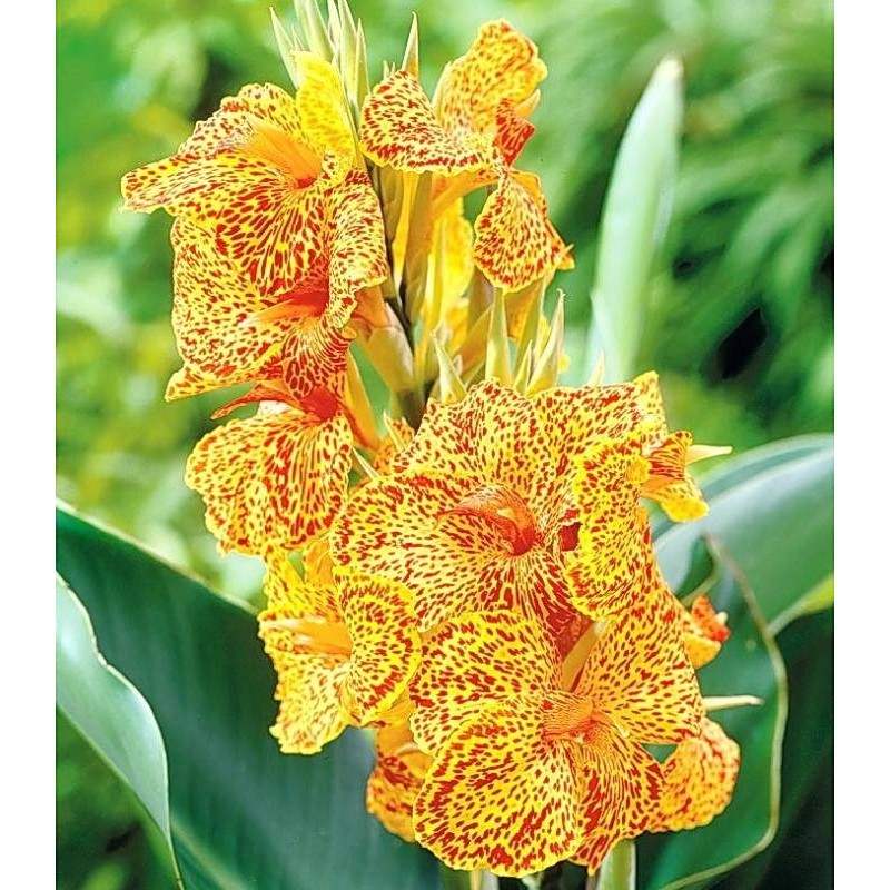 canna-indica-en-avant-1-bulb_85203051-bcd2-452e-a533-eaded868973a - Fitza Florilor