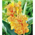 canna-indica-en-avant-1-bulb_85203051-bcd2-452e-a533-eaded868973a - Fitza Florilor