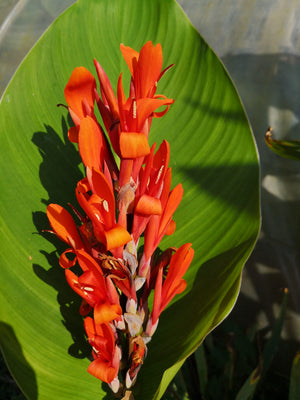 Bulbi de Canna "Marabout", 1 Bucata