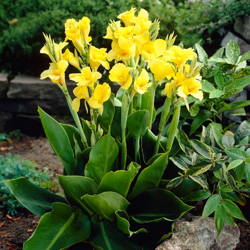 Bulbi de Canna "Richard Wallace", Galben, 1 Bucata