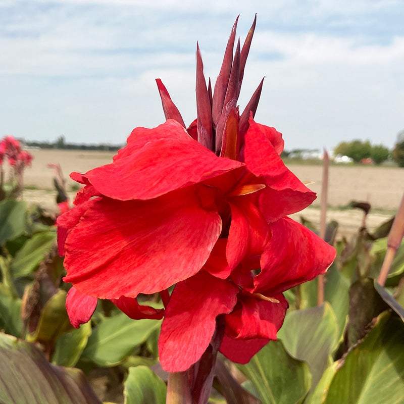 canna-montaigne-a-feuillage-pourpre_a4361fb1-2a06-41de-9a73-40ad1a5536a8 - Fitza Florilor