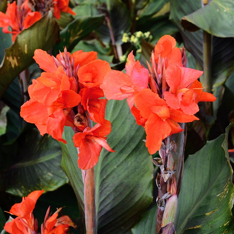 Bulbi de Canna "Corail", 1 Bucata