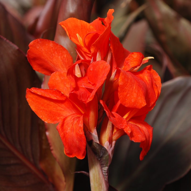 Bulbi de Canna "Corail", 1 Bucata