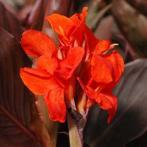 Bulbi de Canna "Corail", 1 Bucata