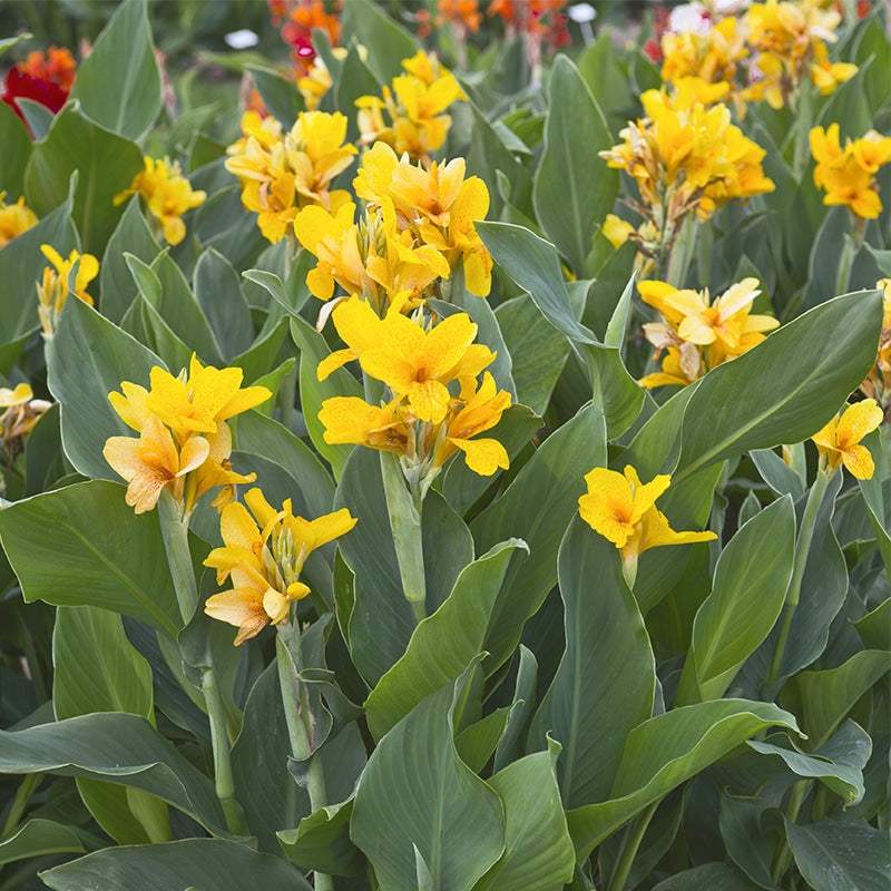 canna-nain-salsa-2 - Fitza Florilor