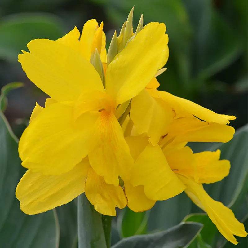 canna-nain-salsa_jpg_797ac39f-0f5a-45a4-a0d7-9d0d7dccc693 - Fitza Florilor
