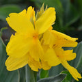 canna-nain-salsa_jpg_797ac39f-0f5a-45a4-a0d7-9d0d7dccc693 - Fitza Florilor