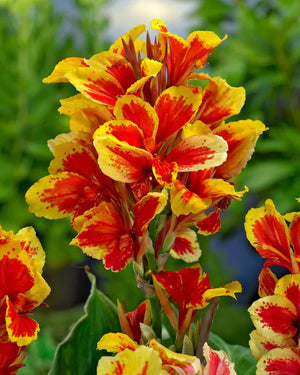 Bulbi de Canna "Reigne Charlotte", 1 Bucata