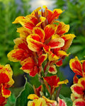 canna-reine-charlotte-1_1464c99d-f5b0-490a-8513-e1e87010b406 - Fitza Florilor