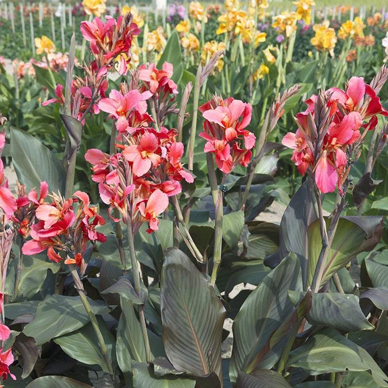 canna-saladin-a-feuillage-pourpre-2_1e6e0ce2-92cb-45ed-ac77-202a760830ac - Fitza Florilor