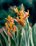 canna-stuttgart-1_190e2064-f55d-4cc5-998a-3180af6eed47 - Fitza Florilor
