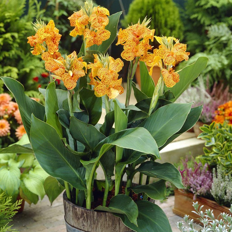 Bulbi de Canna "Picasso Mutant Geel", Galben, 1 Bucata