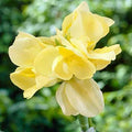 cannapuck_cc36f3fa-bc5e-4f47-9a97-3495a12eab8f - Fitza Florilor