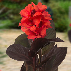 Bulbi de Canna "Black Knight", 1 Bucata