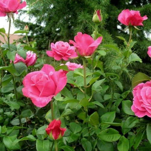 Trandafir Teahibrid ,,Caprice de Mailland" - 1 bucata / pachet