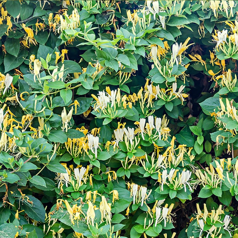 Lonicera Caprifolium (Mana Maicii Domnului)